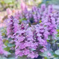 アジュガ,アジュガ バーガンディーグロー,アジュガ バーガンディグロー,ガーデニング,グランドカバーの画像