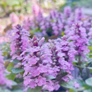 アジュガ,アジュガ バーガンディーグロー,アジュガ バーガンディグロー,ガーデニング,グランドカバーの画像