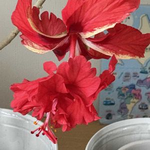 ハイビスカス,バラ フリージア,バラ フリージア,バラ   マチルダ,バラ   マチルダの画像