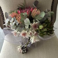 ユーカリ,プロテア,プロテアシルビア,リューカデンドロン デビルズブラッシュ,ネイティブ プランツの画像