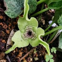 カンアオイ,かわいい,山野草,色あざやか,珍奇植物の画像