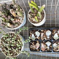多肉植物,葉挿し,カット挿し,よく増える多肉,多肉女子の画像