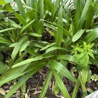 シュガーバイン,名前を教えての画像