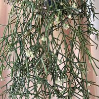 リプサリス,リプサリス ピロカルパ,リプサリス　フロストシュガー,リプサリス　フロストシュガー,多肉植物の画像