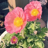 ポピー,寄せ植え,鉢植え,玄関アプローチの画像