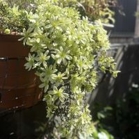 クレマチス,クレマチス ペトリエイ,鉢植え,ガーデニング,ウィッチフォードの画像