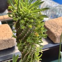 カーネーション,クリスマスローズ,ソテツキリン,赤色,玄関先の画像