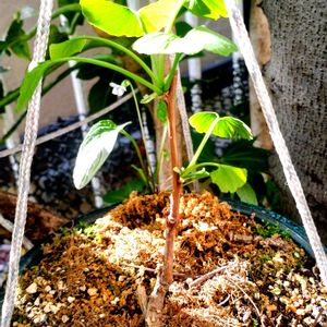 アプローチの画像