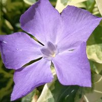 ツルニチニチソウ,ナシ,フリージア,オステオスペルマム,キララの画像