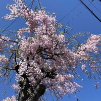 アマドコロ,ナニワイバラ,ルピナス,オステオスペルマム,しだれ桜の画像