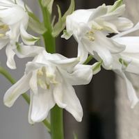 シラー,シラー,シラー,シラー,シラー・カンパニュラータの画像