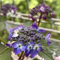アザレア,シャクヤク,芍薬,エリゲロン,ヤマアジサイ 藍姫の画像