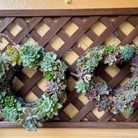 ルピナス,多肉,桃太郎,多肉植物いろいろ,多肉のお花の画像