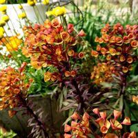 ユーフォルビア ブラックバードの画像