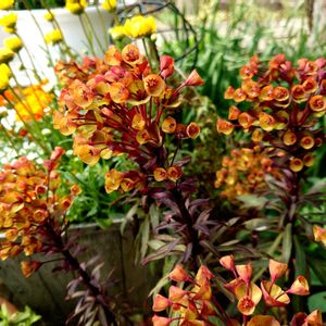 ユーフォルビア ブラックバードの画像