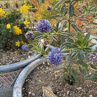 カリフォルニアライラック,カリフォルニアライラック,加工なし,植中毒,庭の画像