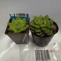 ハオルチア,名無し,セデベリア,多肉植物,ダイソーの画像