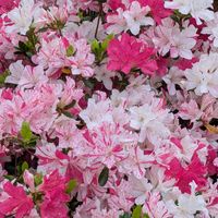 ツツジ,モチツツジ　花車,いつもありがとう♡,花のある暮らし,屋上庭園の画像
