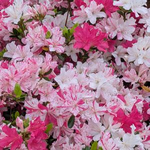 ツツジ,モチツツジ　花車,いつもありがとう♡,花のある暮らし,屋上庭園の画像