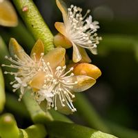 多肉,リプサリス,リプサリス　カスッサ,お花,つぼみの画像