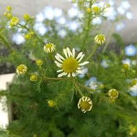 イチゴ,ブルーベリー,ジャーマンカモミール,プランターの画像