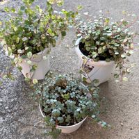 ピレア グラウカ,斑入りワイヤープランツ スポットライト,園芸店・斑入りワイヤープランツ,ホムセン・斑入りワイヤープランツ,癒しの画像