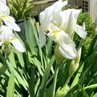 ジャーマンアイリス,ガーデニング,お花,小さな庭の画像