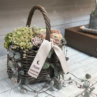 多肉植物,多肉植物寄せ植え,ワークショップ ,多肉植物のある暮らし,多肉大好き(*´︶`*)❤︎の画像