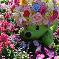 アリッサム,キンギョソウ,キンセンカ,サンパチェンス,ネモフィラの画像