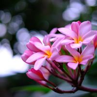 プルメリア,ピンクの花,南国の花,いい匂い,パラオのプルメリアの画像