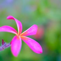 プルメリア,ピンクの花,南国の花,いい匂い,パラオのプルメリアの画像