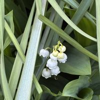 オトコヨウゾメ,オトコヨウゾメ,スズラン,グミ,グミの画像