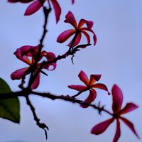 プルメリア,ピンクの花,南国の花,いい匂い,パラオのプルメリアの画像