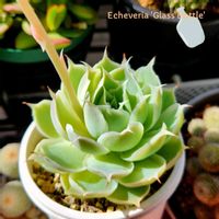 サボテン,アグラオネマ,福兎耳,ディスキディア,蓬莱宮の画像