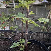 イチジク,挿し木,家庭菜園の画像