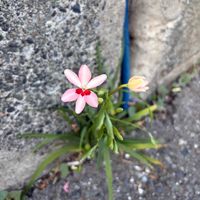 ヒメヒオウギ,花芽,お花,ネコ好き,つぼみの画像