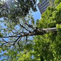 クスノキの画像