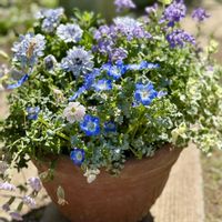 寄せ植え,ガーデニング,花のある暮らし,小さな庭の画像