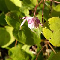 シラー,ペチコート水仙,イカリ草,花韮（はなにら）,都忘れ（みやこわすれ）の画像