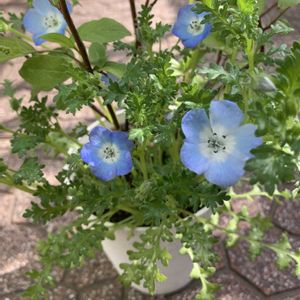 コバノズイナ,ネモフィラ,ネモフィラ・インシグニスブルー,こばのずいな,寄せ植えの画像