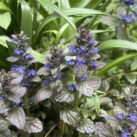 ワイルドストロベリー,アジュカ,庭の花,小さな花壇,花のある暮らしの画像