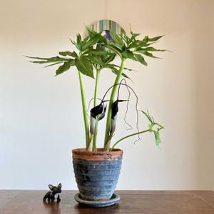 ウラシマソウ,ウラシマソウ,盆栽,小品盆栽,ミニ盆栽の画像