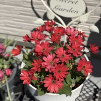 サイネリア,セネッティ　スカーレット,赤い花,花のある暮らし,セネッティの画像