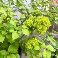 オオデマリ,鉢植え,ガーデニングの画像