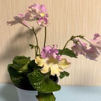 シャクナゲ,シャクナゲ,シャクナゲ,ストレプトカーパス,ストレプトカーパス フォーチュンバタフライの画像