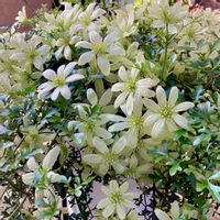 クレマチス ペトリエイ,ベロニカ・オックスフォードブルー,ガーデニング,お花大好き♡,小さなお庭の画像