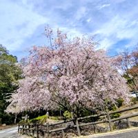 シャクナゲ,ミツマタ,枝垂れ桜,キクモモ,大好きの画像