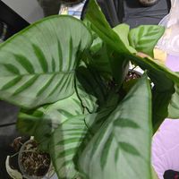 綺麗,癒し…♡,カラテア・ゲッペルティア・ベラカーリナ,部屋の画像