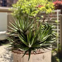 パルバ,十二の巻,ハオルチア・五重塔,寄せ植え,多肉植物の画像