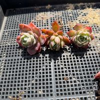 多肉植物,葉挿し,エケベリア属,ピンククリスタルローズの画像